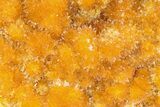 Intense Orange Calcite Crystal Cluster - Poland #228292-3
